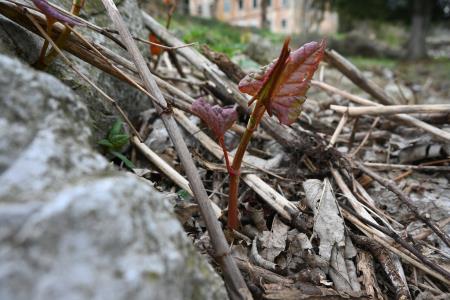 mladi poganjki - Kaja Vereš